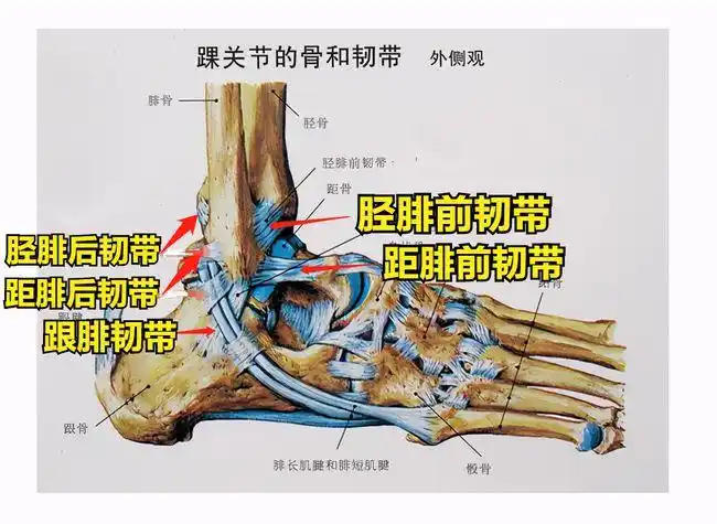 先来看看外踝的结构是怎么样的.