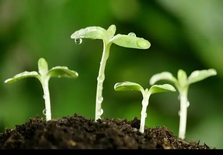 是一棵小树苗,茁壮成长!