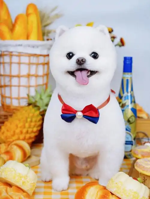 博美造型合集博美俊介装