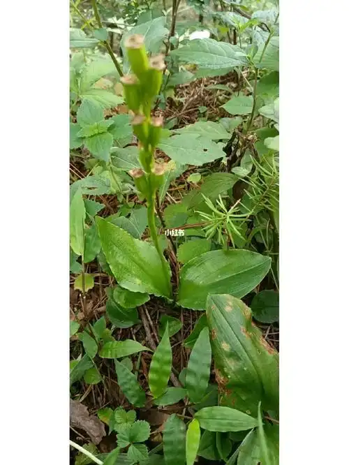 在山上发现了几棵齿唇羊耳蒜