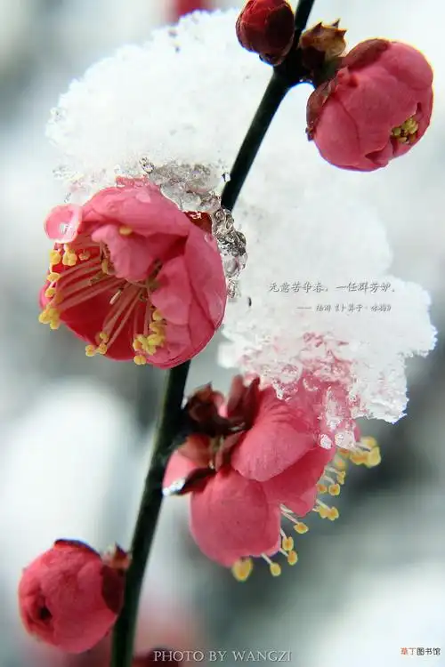 【图片】雪里梅花图片有哪些?