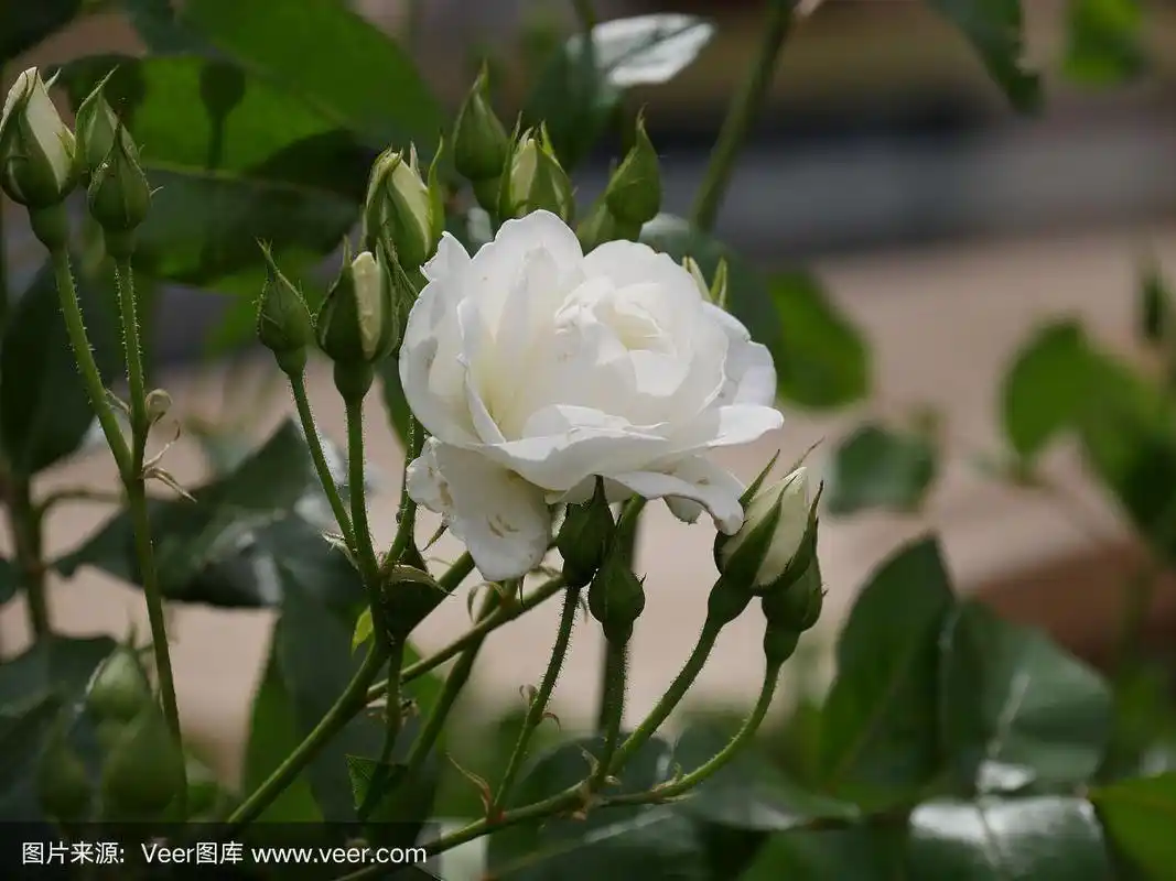 单瓣白色蔷薇,开花