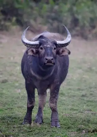 水牛