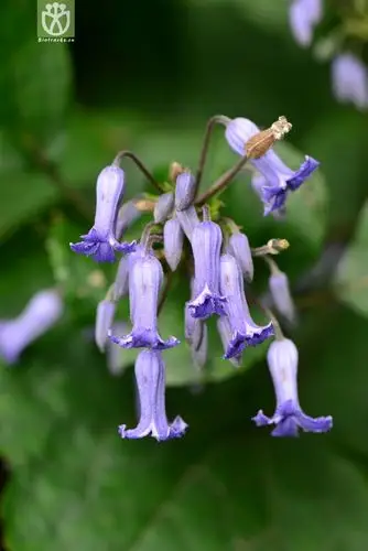 大叶铁线莲(clematis heracleifolia) (12).