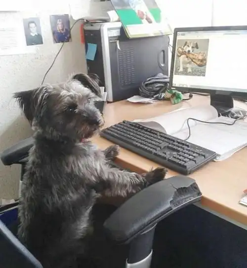 英国狗中邦德驾游艇开豪车走红网络(组图)【4】--国际--人民网