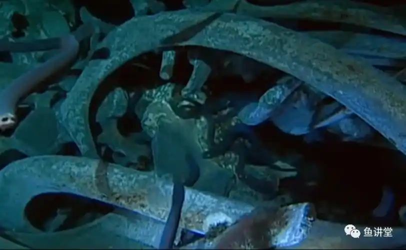 地球上最恐怖的鱼有胆子进来看看