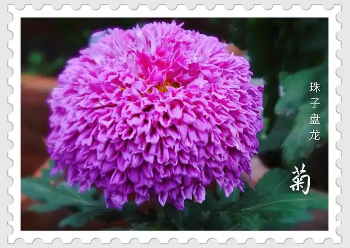 世界最美菊花!100朵太珍贵了!