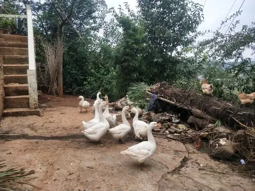 农家散养的鹅 - 陶泽祥