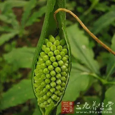 半夏的功效与作用,半夏的食用方法 | 道医网