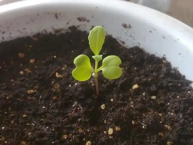 tot~~~~~~~~~~. 请问哪位高人知道这是什么花的幼苗?四叶草