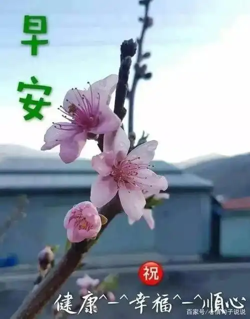 8张创意唯美春天早安早上好图片带字带祝福语