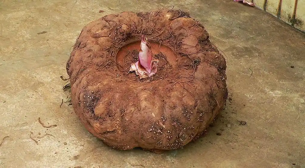 你还不知道魔芋是什么,可是你已经吃了它!