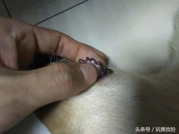 狗狗长舌刺怎么治(舌头上面长舌刺是怎么回事)-艾拉养犬