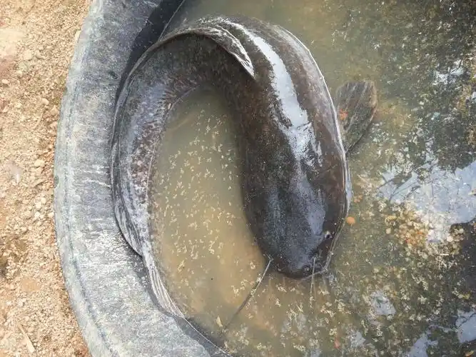 埃及塘角鱼~~~好大一条