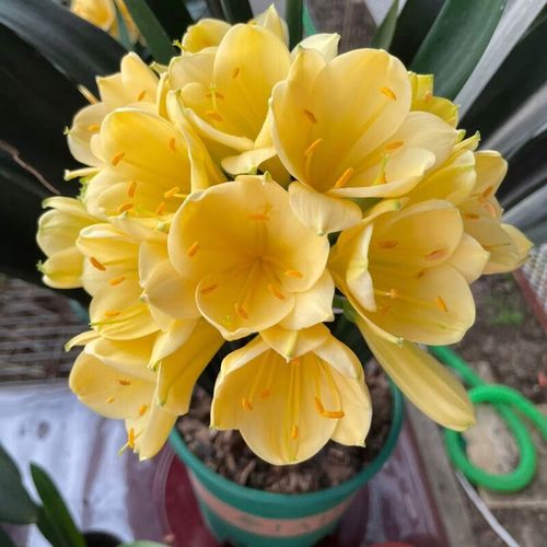 君子兰苗黄金佛手兰花苗异色花客厅 办公室高端君子兰花卉绿植 黄金