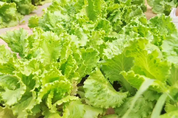 绿油油的生菜,充满生机----阳光新城幼儿园采摘·烘焙体验纪实