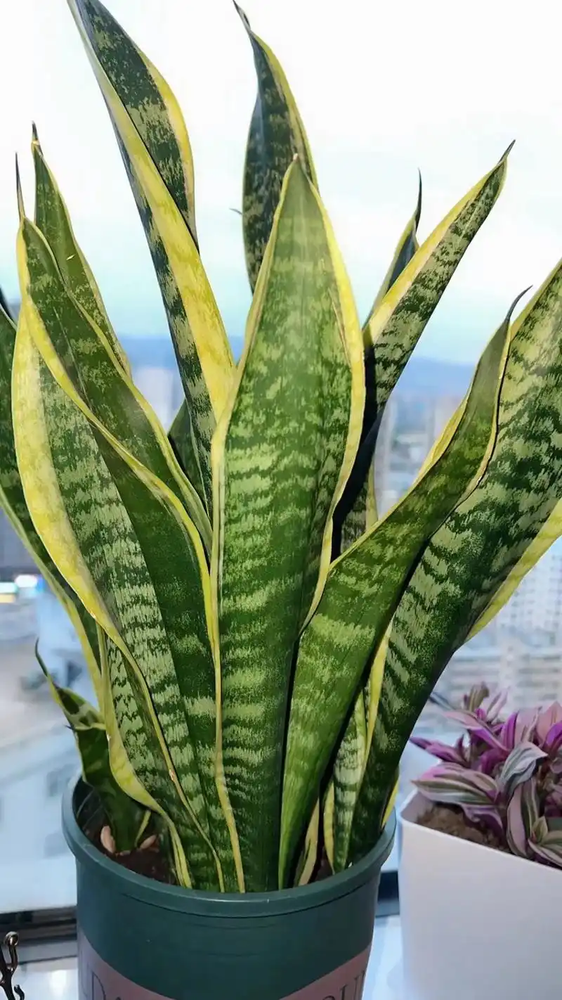 虎皮兰 #好看的花一定要分享给你 世间所有美好都不要被辜负