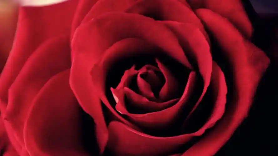 象征爱情的红色玫瑰高清图片合集电脑桌面壁纸下载第一辑