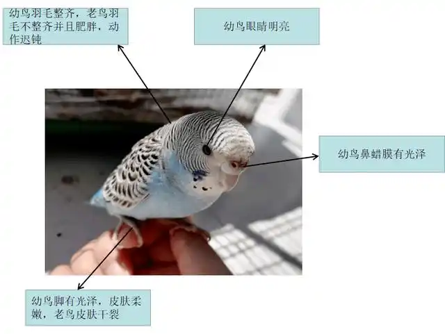 [鸟友汇鹦鹉俱乐部]如何区分虎皮鹦鹉是公是母,原来这么简单_鼻子