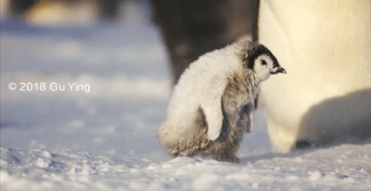 我拍到一只小企鹅,它被暴风雪刮倒了,但是它有生存的欲望,一直扇它的