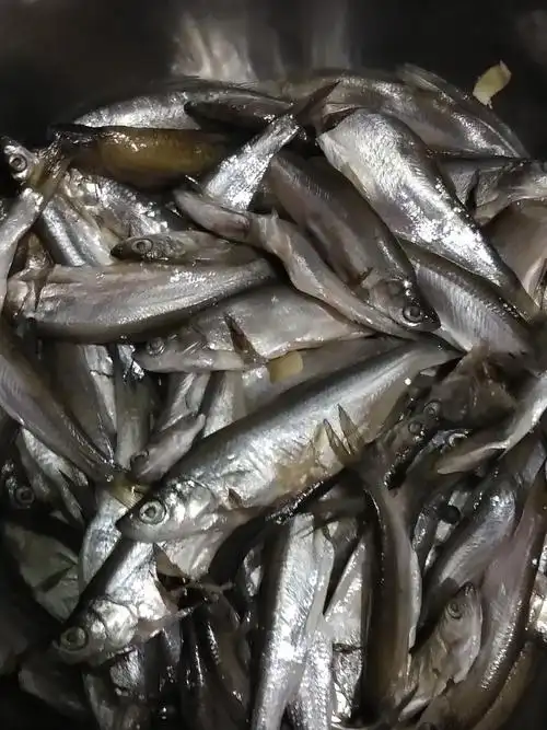 文哥哥提前为大家准备的美食:参参鱼!