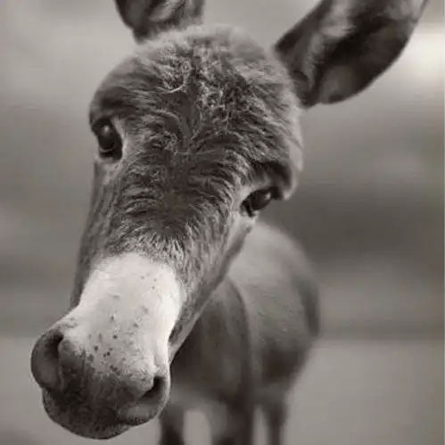 傲娇的驴全部小说作品, 傲娇的驴最新好看的小说作品-起点中文网