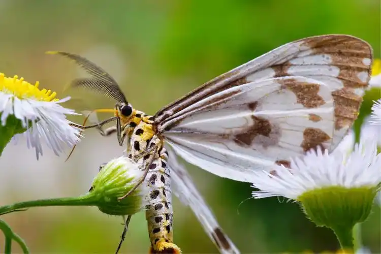 专题·粉蝶灯蛾
