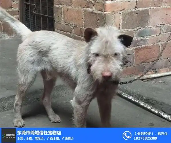 笔尾灰犬出售-信任宠物店-万江街道笔尾灰犬