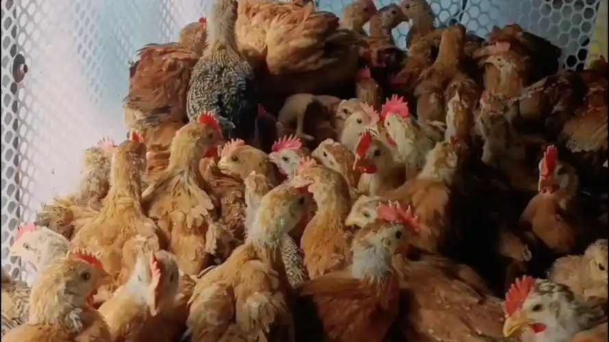 红玉380,一只一斤重,40多天大红公鸡