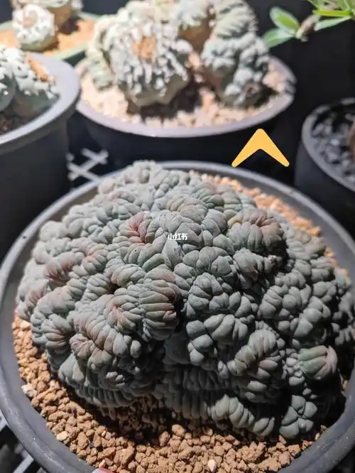 干了这碗猪脑缀化乌羽玉