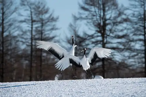 尼美佳杯"发现最美瞬间"摄影大赛获奖作品赏析