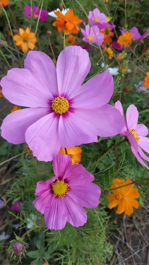 秋英花:全是八瓣花.