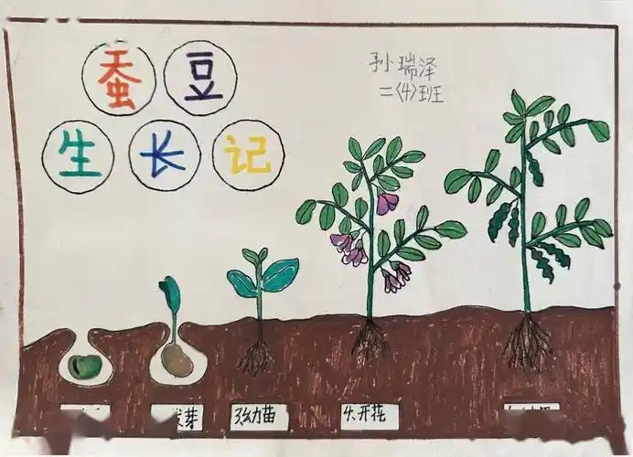 我们一起种蚕豆——巨化一小"蚕豆成长记"劳动课程正式启动