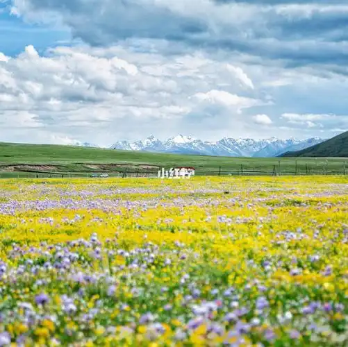 大家分享一个非常适合夏季的周末两天就可以游玩的路线——俄木塘花海