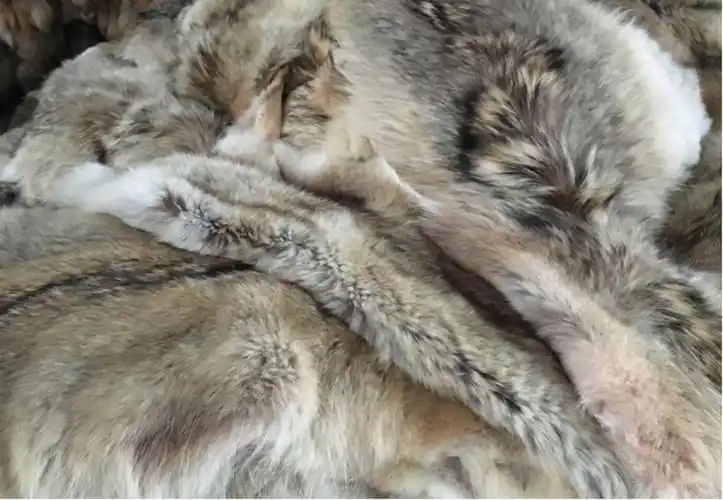 女大学生带祖传狼皮鉴宝专家看后情绪失控拒绝鉴定和估价