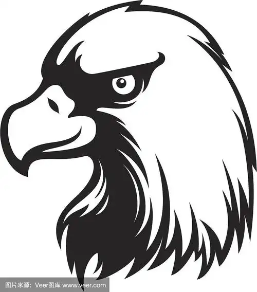 鹰,鸟类,翎毛,自然,黑白图片