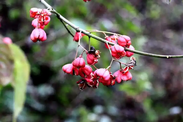 西南卫矛卫矛科卫矛属