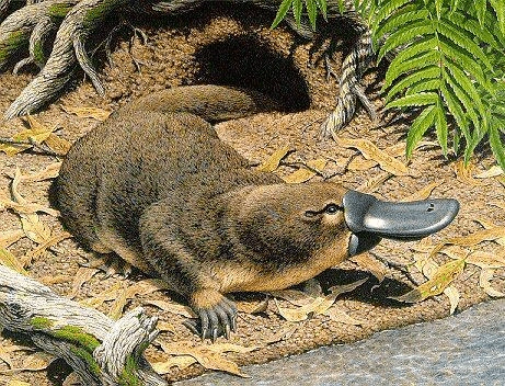 鸭嘴兽platypus