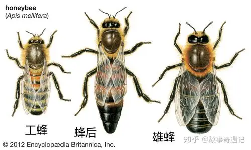 再给蜜蜂一次机会2