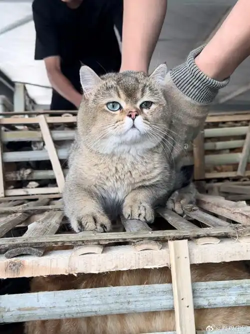 英短金渐层##糗糗庄园##流浪猫领养##救助