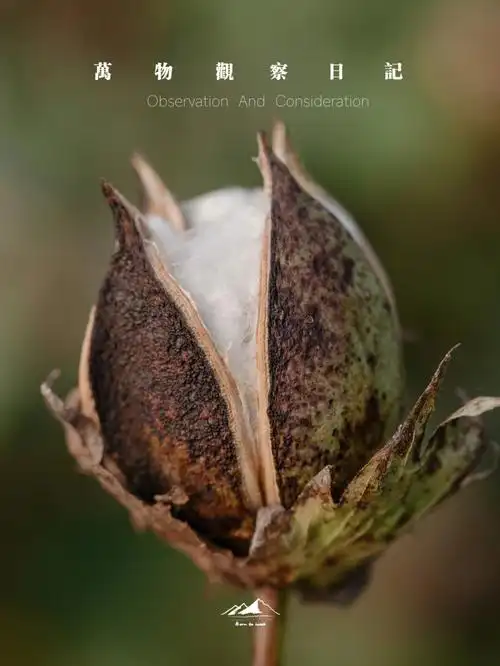 哇是长在地里的棉花耶