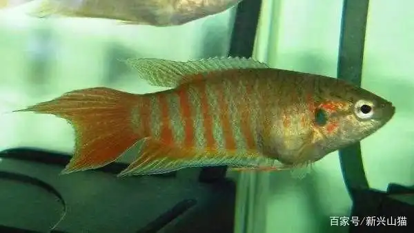 如何培育中国斗鱼知识点 第一集