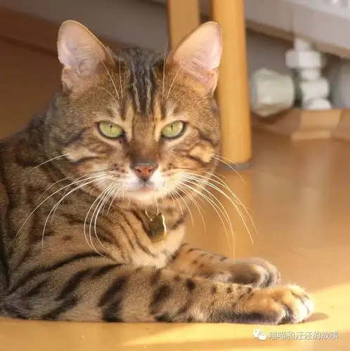 孟加拉豹猫(bengal)是一种很独特的猫种.
