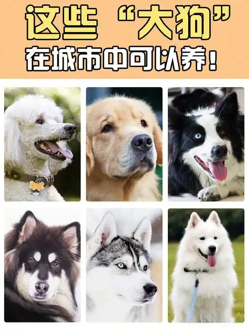 7715这些"大狗",在城市中可以养73