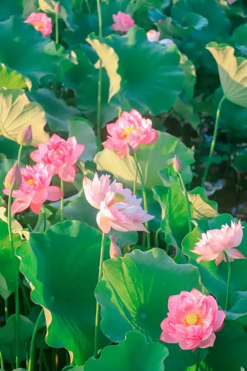 荷花盛开引客来