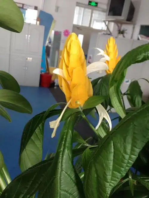 虾衣花.好特别的名字呢!