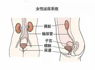女性为何易患泌尿系统感染