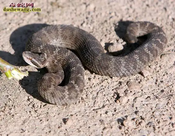 土球子蛇土球子是什么蛇有毒吗