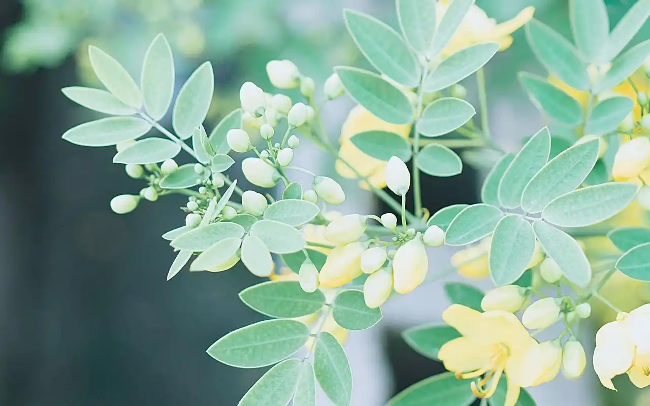 绿色植物小清新高清图片桌面壁纸