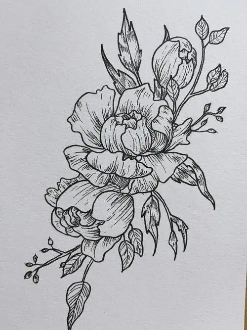 牡丹花线描练习